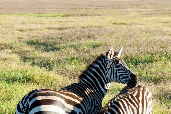 Tanzania Tours Group Sharing 3 Days 2025/2026 - Transportation and Logistics