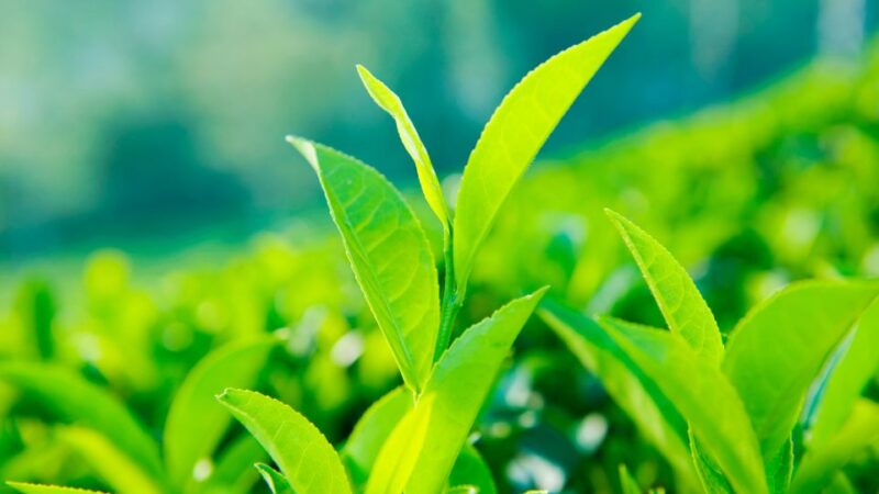Tea Trail of Nuwara Eliya - Pickup Location and Duration
