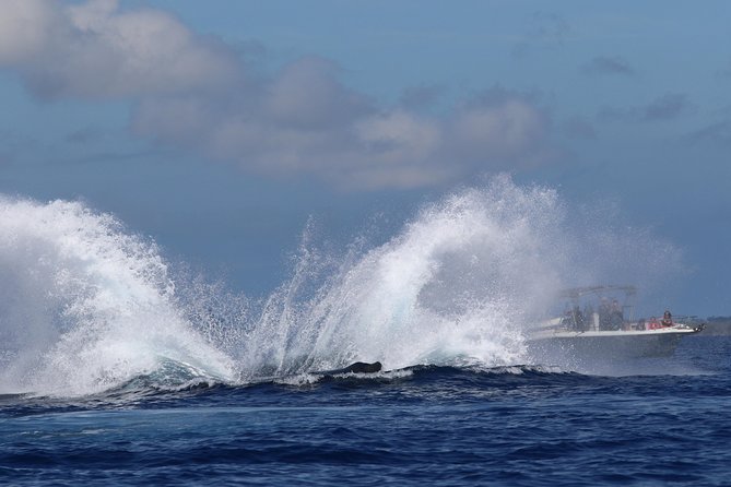 The Best 8 Am 1.5 Hour Whale Watching Tour - Booking Information and Cancellation Policy