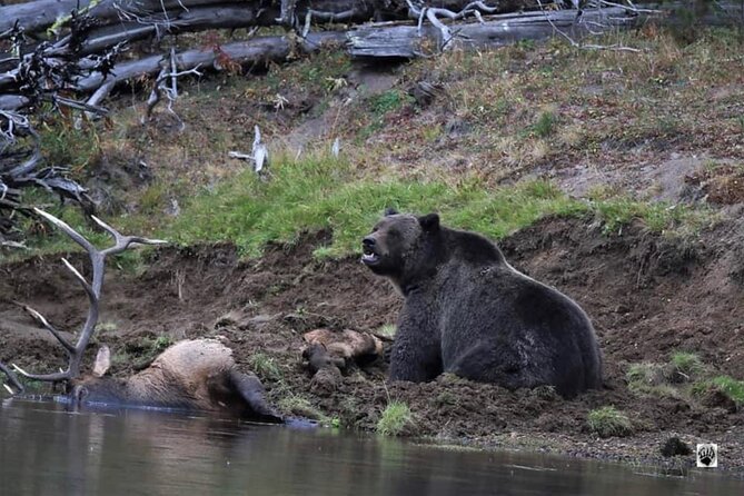 The Full Two Day Private Yellowstone Day Trips Review - Highlights From Day 1