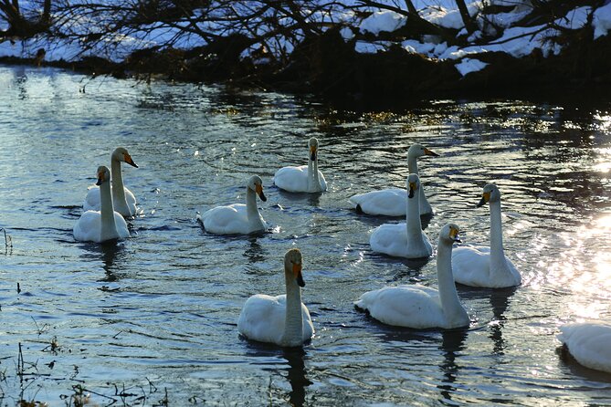 Tokachi Winter River Cruising - Spotting Wildlife in the Tokachi Region