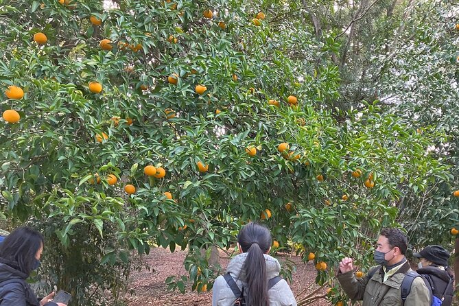 Tokyo Imperial Palace Higashi Gyoen Wellness Tour - Highlights of the Tour