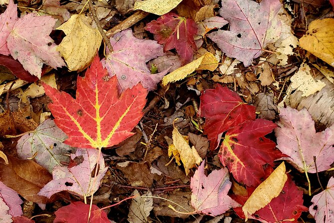 Transformative Forest Immersion: A Mindful Journey for Inner Calm - Reflective Journaling: Unlocking the Wisdom Within