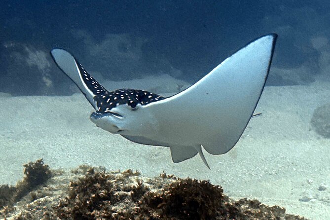 Try Scuba Diving in Kauai: All Experience Levels - Safety and Participation Requirements