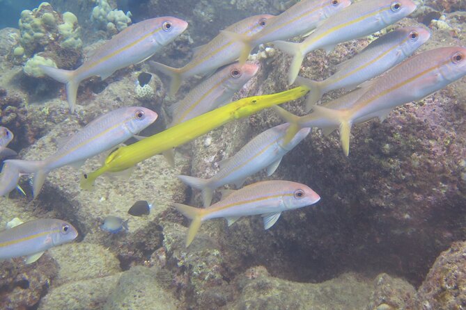 Try Scuba Diving on Kaua'i Review - Scuba Equipment and Amenities