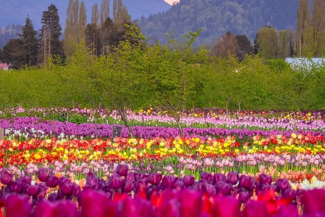 Tulip Valley Farms U Pick Experience - Booking Information and Pricing