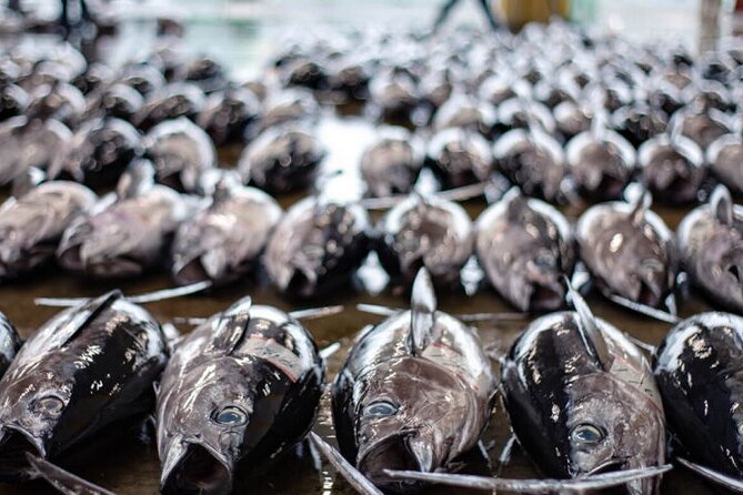 Tuna Auction Market Guided Private Tour in Nachi-Katsuura - Insider Tips for the Best Tuna Auction Experience