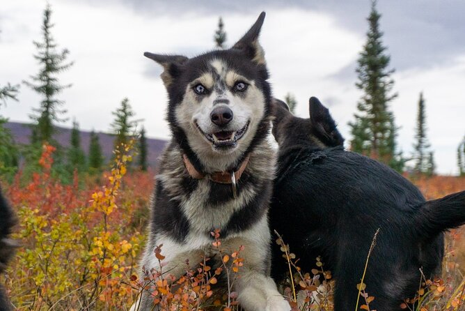 Tundra Walk With Free Running Sled Dogs - Accessibility and Participation