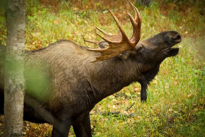 Turnagain Arm Tour - Traveler Feedback