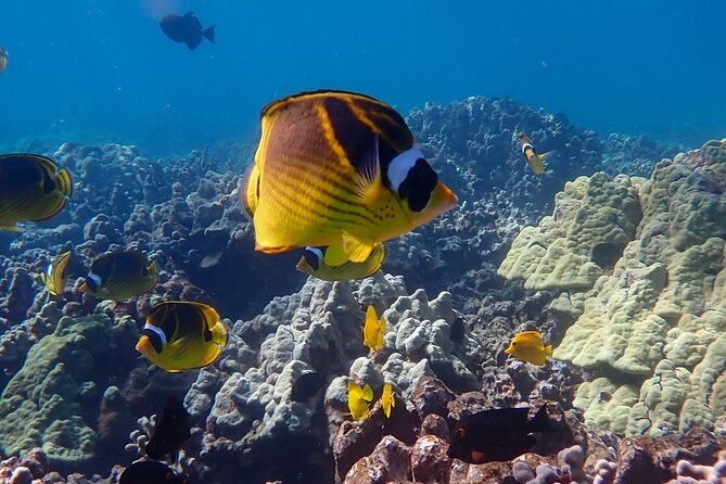 Turtle Town Beach Snorkel - Meeting Point and Pickup Information