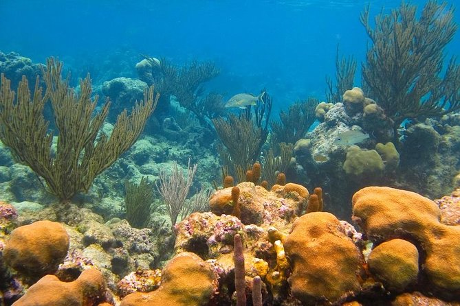 Turtles and Cenote From Riviera Maya - Pickup and Transportation