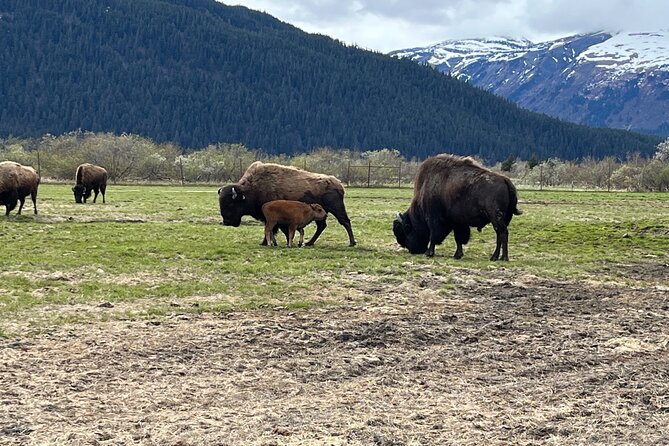 Ultimate Anchorage Summer Wildlife Tour - Booking and Cancellation Policy