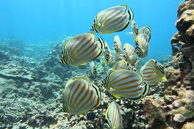 Unlimited Guided Snorkeling Tour Review - Accessibility and Participation