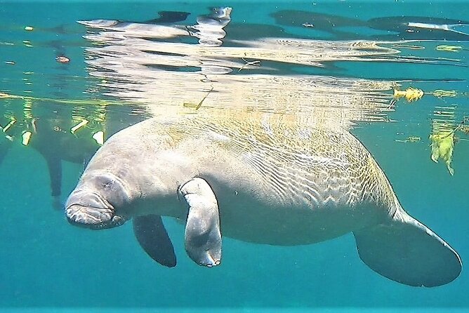 VIP Private Boat Manatee Snorkel Tour With In-Water Guide and Photograper - Manatee Encounter Experience