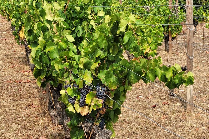 Visit Mademoiselle Château and Wine Tasting on Hillsides of Nice - Tour Highlights