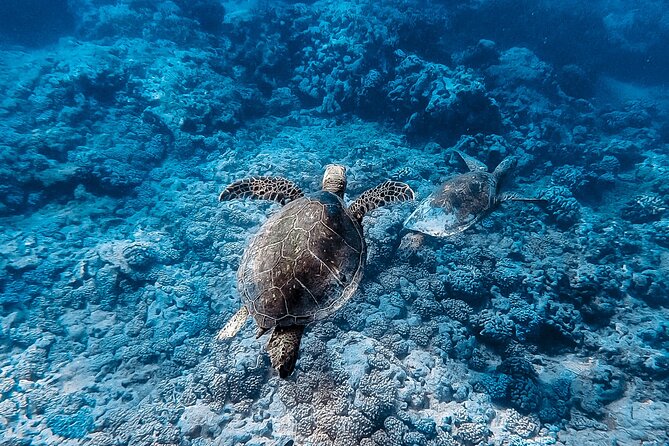 Waikiki Turtle Snorkeling Tour - Health and Safety Considerations
