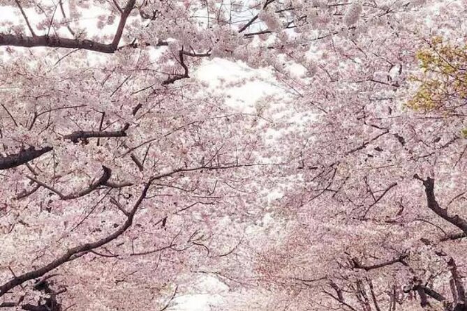 Washington D.C. Cherry Blossom 1-Day Tour From New York - Itinerary Changes and Alternatives