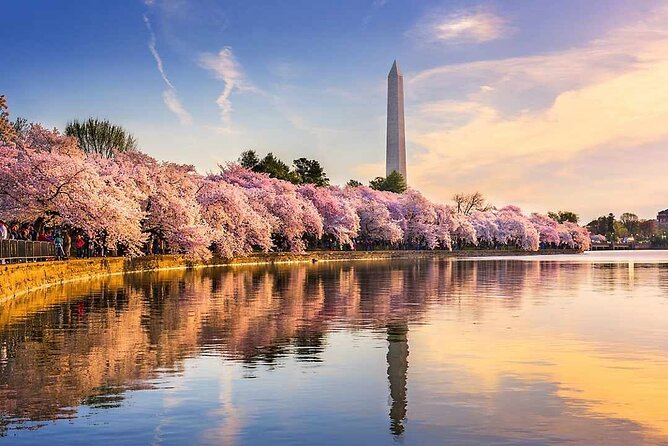 Washington D.C. Cherry Blossom Day Tour Review - Tips for Enjoying the Tour