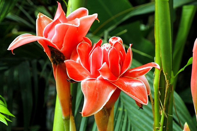Waterfall, Rainforest, Chocolate Tour, Historical Sites, Private - Scenic Highlights