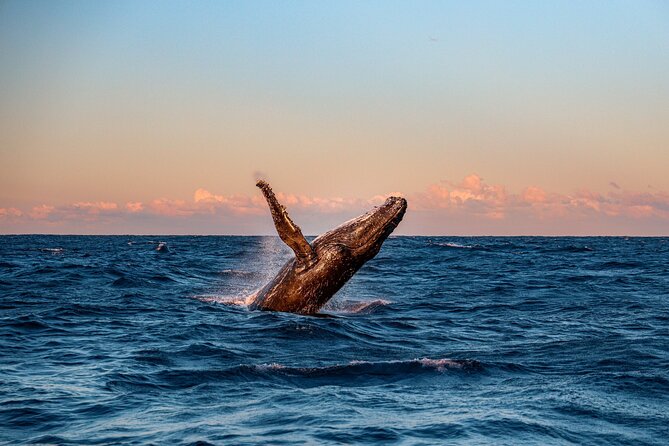 Whale and Dolphin Watch Boat Cruise in Oahu - Booking and Confirmation Process