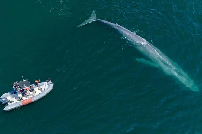 Whale and Dolphin Watching Speedboat Tour Review - Highlights of the Tour