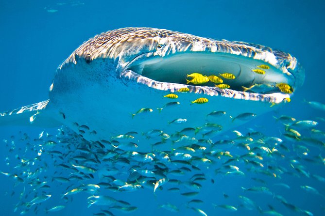 Whale Shark From Cancun, Riviera Maya and Tulum All Inclusive - Customer Feedback and Ratings
