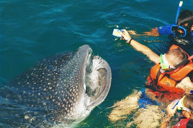 Whale Shark Swim Adventure SMALL GROUP From Cancun - Customer Reviews