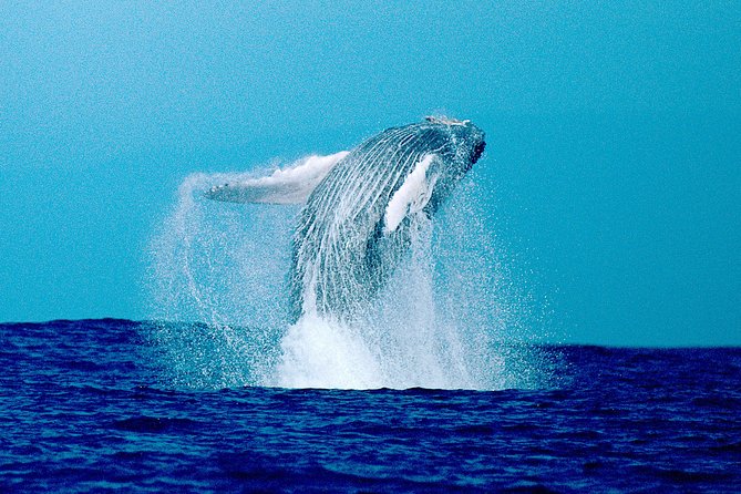 Whale Watch Excursion From the Big Island - Positive Guest Reviews and Experiences