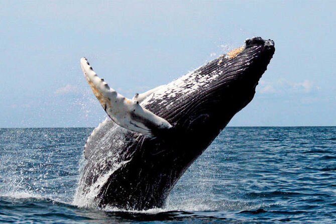 Whale Watching - Tips for a Great Experience