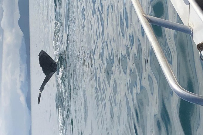 Whale Watching Charters and Bear Search Through Icy Strat Alaska - Personalized Attention and Small Group Tours