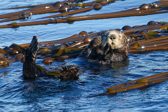 Whale Watching + Deception Pass Tour Review - Transportation and Meeting Details