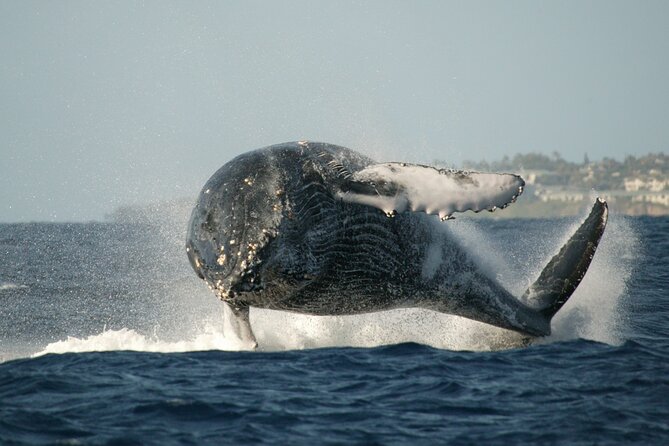 Whale Watching Expedition on Kauai - Wildlife Viewing Policy