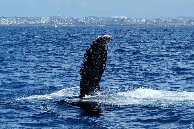 Whale Watching in Okinawa - What to Expect During the Tour