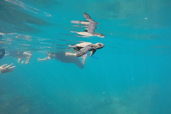 Whale Watching Snorkel Combo - Booking Process Explained