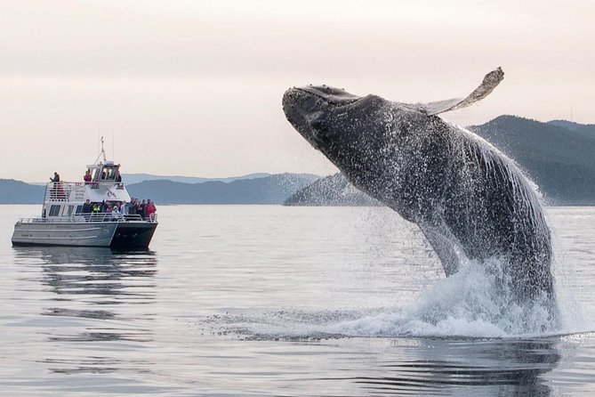 Whale Watching Tour From Anacortes - Sightings and Wildlife