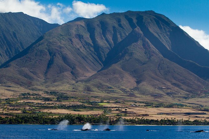 Whalewatch Deluxe Tour From Maalaea Harbor - Payment and Transactions