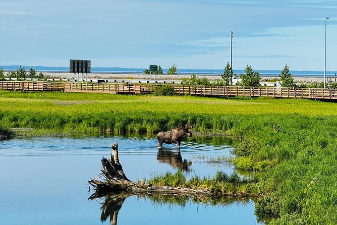 Whittier to Anchorage Land Transfer Tour - Recommendations and Highlights