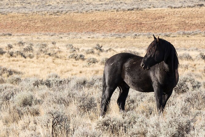 Wild Mustang Half Day Tour - Cody Wyoming - Private - Accessibility Features