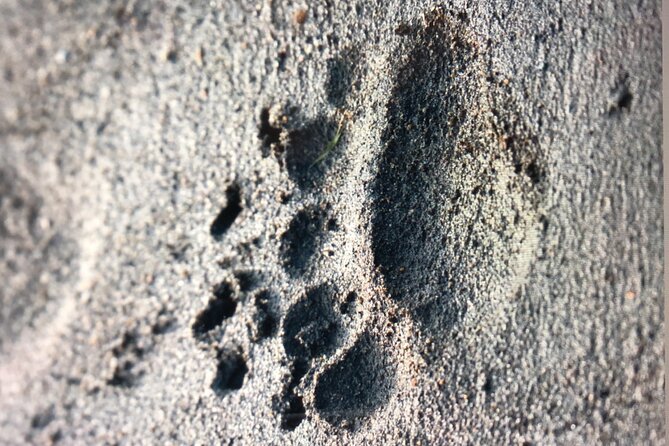 Wildlife Walking Half-Day Tour Review - Cancellation Policy and Reviews