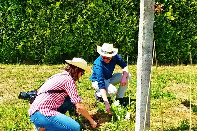 Wine & Vine Planting | Quinta De Santa Cristina Vinho Verde - Visitor Information and Tips