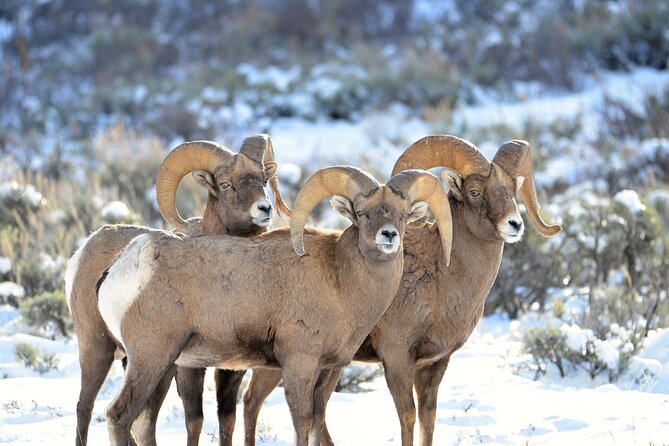 Winter Wildlife Safari Review: Experience Yellowstone's Wonders - Preparing for the Winter Adventure