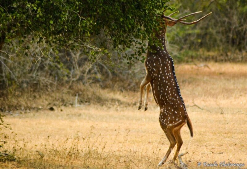 Yala National Park: Leopard Safari Full Day Tour With Lunch - Participant Guidelines