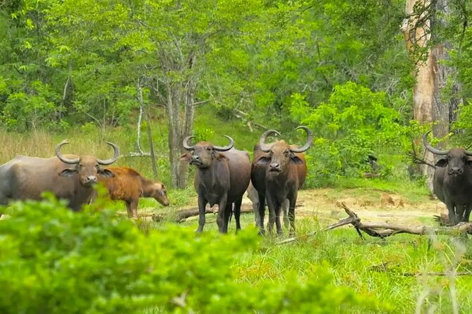 Yala National Park Private Jeep Safari From Colombo & Negombo - Wildlife Encounters in Yala National Park