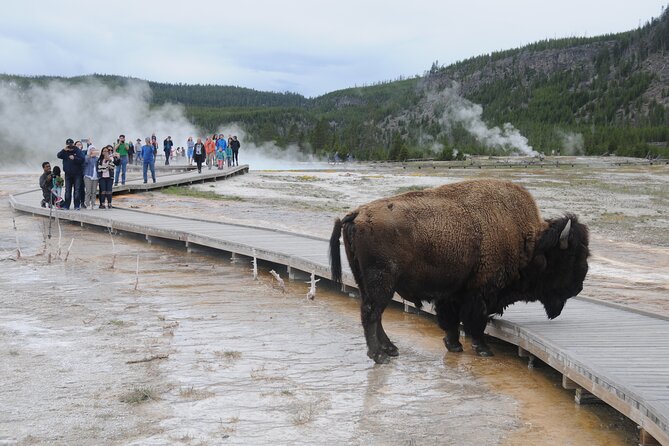 Yellowstone Lower (Southern) Loop Tour - Wildlife Encounters