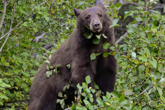 Yellowstone National Park 2 Day Tour Review - Booking and Cancellation Policies