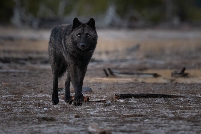 Yellowstone National Park Private Wildlife Tour - Customized Itinerary