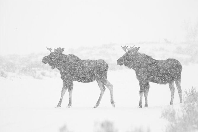 Yellowstone Snowshoe Adventure - Private Tour From Jackson Hole - Convenient Pickup and Drop-off