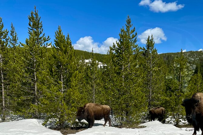 Yellowstone Wildlife and Photo Tours "Upper Loop" Tour From Cody - Customer Feedback