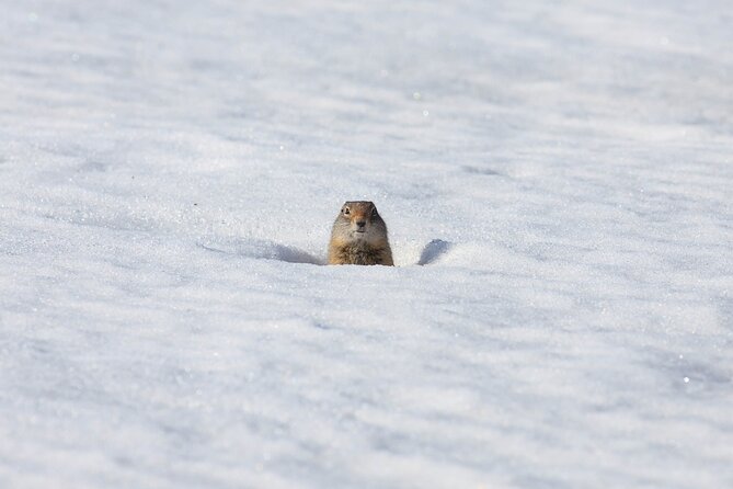 Yellowstone Winter Wildlife Safari From Paradise Valley - Meeting Point and Transportation