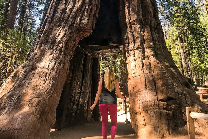 Yosemite and Giant Sequoias Day Tour - Customer Feedback and Experiences